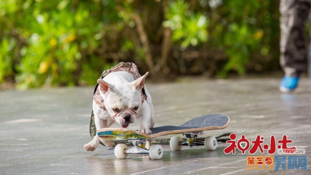 电视剧神犬小七第三季剧情分集介绍第20集