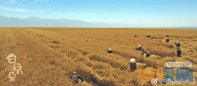 电视剧白鹿原发布&ldquo;原&rdquo;上海报 原上如此美丽震撼