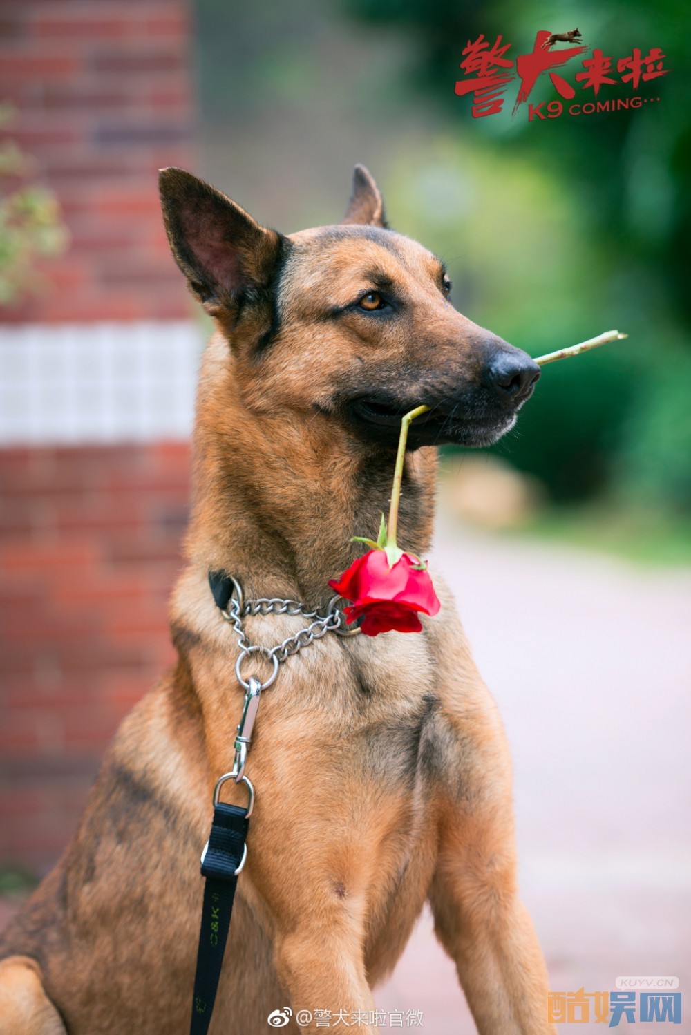 电视剧警犬来啦剧情分集介绍第38集