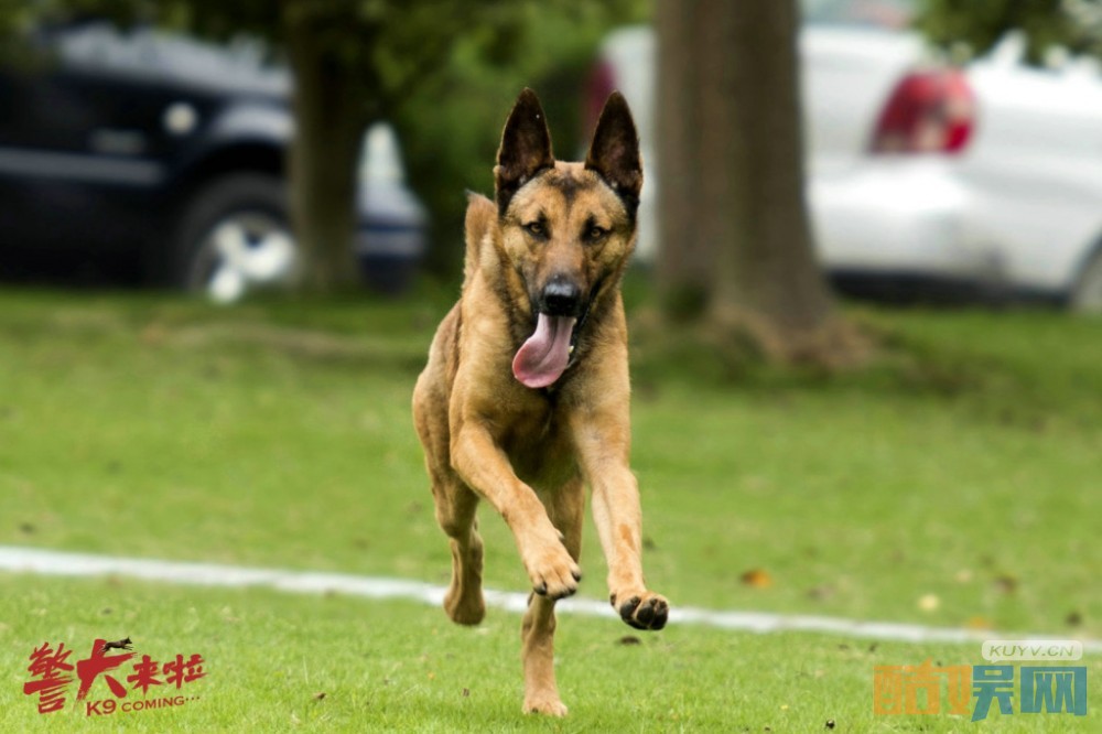 电视剧警犬来啦剧情分集介绍第42集