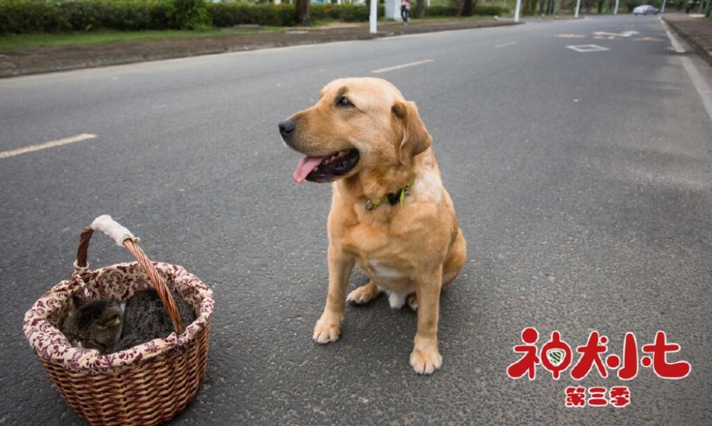 神犬小七3剧照