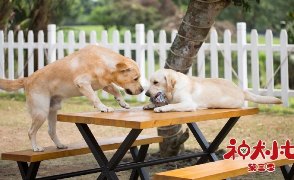 神犬小七3剧照