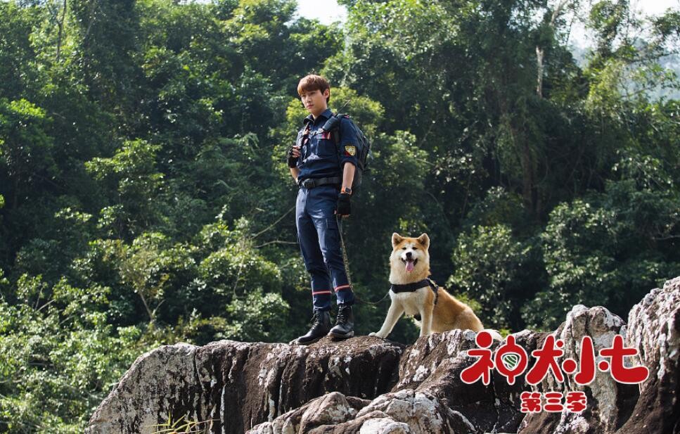 神犬小七3剧照