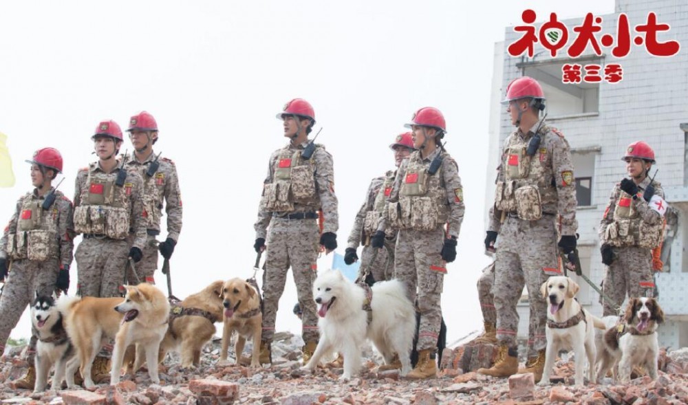 神犬小七3剧照