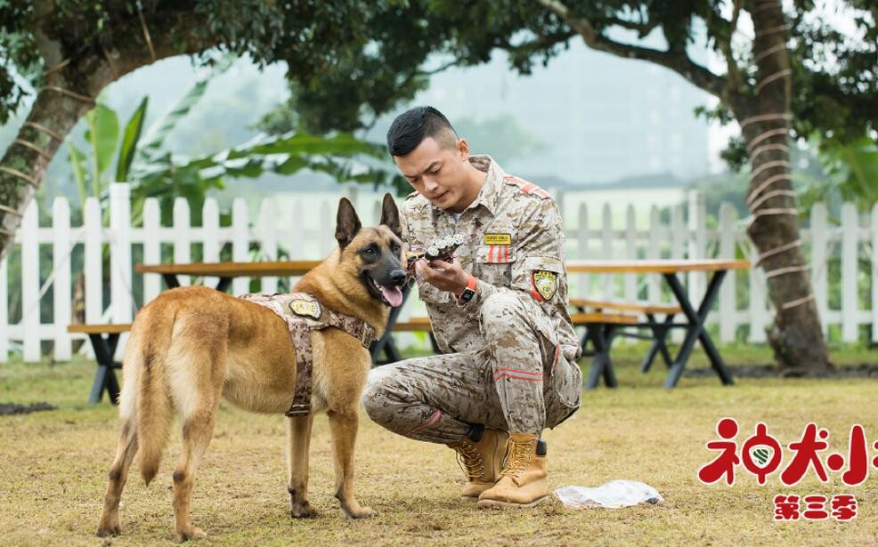 神犬小七3剧照