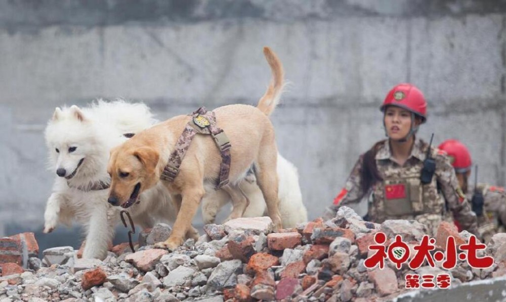 神犬小七3剧照