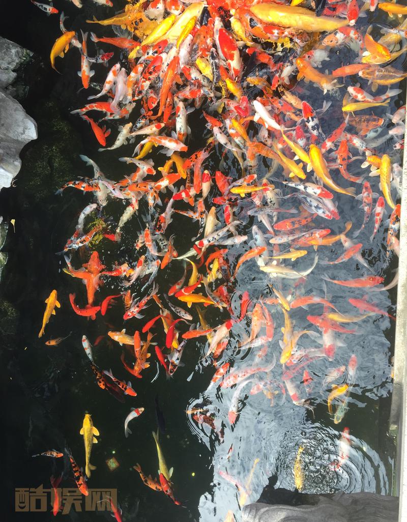 那么的美的今天 