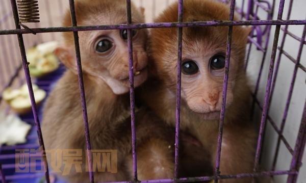 【微倡议：拒吃野味，我转发我承诺！】25日，野生动物保护法(修订草案)再次提交全国人大常委会审议。二审稿增加规定：禁止食用国家重点保护野生动物及其制品，构成犯罪的追究刑责。猕猴、江豚、穿山甲&hellip;&hellip;为了食用或使用，它们正遭受屠杀，甚至被吃得濒临绝种。拒吃野味，拒买野生动物制品，支持请转！...全文